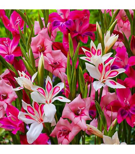 Collezione Di Bulbi Da Fiore Di Crocosmia Montbretia, 50 | FindTheDeal - 12