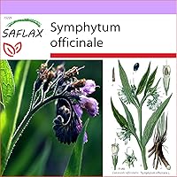 SAFLAX - Heilpflanzen - Beinwell - 15 Samen - Symphytum officinale