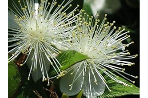 TU PROPIO JARDÍN 100 Semi di Mirto (Myrtus Communis)