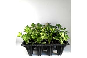 GENERICO piantine da orto piantine di pomodori a citta' e pulecenella (prezzemolo 10 piante)