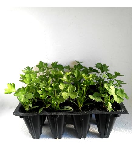 Piantine Da Orto Pianta Di Ceci In Vaso 14 Cm - Pronta Per Trapianto - Vivaio Italiano - Per Orto E Balcone Trapianto Cece Non OGM - 2