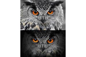 EDITION COLIBRI Lentikular carte avec image en hologramme/solaires vacillantes carte : chouette (uHU) de jour et de nuit