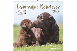 Labrador Retriever 2026 - Broschürenkalender 30x30 cm (30x60 geöffnet) - Kalender mit Platz für Notizen - Dachshund - Bildkalender - Wandplaner - Dackelkalender: Dachshund