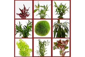 WASSERPFLANZEN WOLFF - BUNTES Algenkiller-Set | Anti-Algen Wasserpflanzen Sortiment | schnellwachsende 5 Arten Pflanzen + 1 Mooskugel | inklusive rotblättrige Aquariumpflanzen | Algen-Prophylaxe
