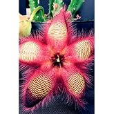 &Ouml;zel Leş &Ccedil;i&ccedil;eği İ&ccedil; Mekan Kakt&uuml;s Salon 5.5Cm