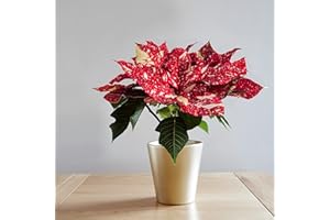 GARDENERSDREAM Poinsettia Plant - Superba Glitter | Real Festive Christmas House Plants | Indoor Potted Plants (40-60cm Incl. Pot)