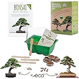 Bonsai Starter Kit Anzuchtset inkl. GRATIS eBook - Pflanzset aus Mini-Gewächshaus, Samen & Erde - nachhaltige Geschenkidee fü