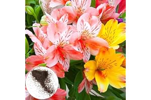 Oce180anYLVUK 200 pz/borsa semi di giglio peruviano fioriture a lunga durata mix aromatico colore piante in vaso piantine decorazione del cortile Mix Color