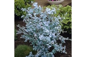 HORTUS PLANTA Eucalyptus gunnii - Cider Gum - Plant in 2 L Pot