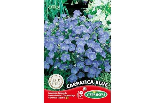 Germisem Graines Campanule naine CARPATICA BLUE