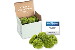 ‎MIA MILANO Kugelmoos hellgrün konserviert | 125g Echtes Bollenmoos für Moosbilder | Haltbares Moos zum Basteln | Wetterfestes hellgrünes Islandmoos