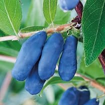 Sibirische Blaubeere Honigbeere Lonicera caerulea kamtschatica, ca. 60 cm   winterharte, vitaminreiche Beerenpflanze fr Garten & Balkon, pflegeleicht,  bienenfreundlich, ideal fr Marmelade Smoothies : Amazon.de: Garten