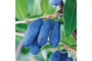 BAUMSCHULE WEDROWSKI W Kamtschatka-Heckenkirsche Leningradzkij Velikan 1L Garten Pflanze mit Schönen Blüten - Die Perfekte Dekoration für Ihr Grundstück - Für Anfänger und Professionelle Gärtner - Leckeres und Gesundes Obst