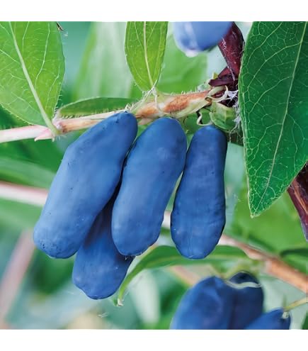 Heckenkirsche MyBerry Bee 25-30cm - Lonicera kamtschatica - lebende  Gartenpflanze aus den Baumschulen : Amazon.de: Garten