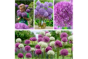 DUTCH BULBS EXCLUSIVE PLANTS FROM HOLLAND Allium Super Colección (15 unidades), mezcla de Alliums ornamentales gigantes, perennes, bulbos de flores fragantes resistentes de Holanda para jardín, maceta (bulbos grandes, sin semillas)
