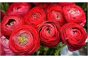 OLIWIER'S BULBS 10x Ranunculus Asiaticus Red Persian Buttercup Spring Summer Flowering Perennial Garden Bulbs Hardy Corms Size 5/6