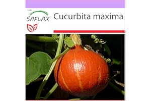 SAFLAX - Zucca di Hokkaido - 10 semi - Cucurbita maxima
