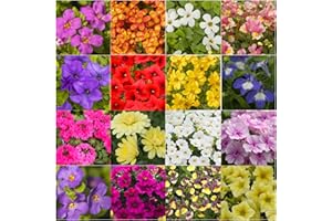 NEWLANDS 10 Hanging Basket Summer Plug Plants, Ideal Mix of Plug Plants for Garden Hanging Baskets.