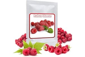 MAGIC OF NATURE Framboise Rouge - env. 50 graines/pack - Rubusidaeus - résistant au gel/pluriannuelle