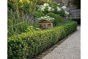 Ilex crenata "Jenny", 6 stycken 20–25 cm inkl. kruka – japansk stickpalm – vintergröna häckväxter – perfekt bukträd ersättning för trädgård och trädgård