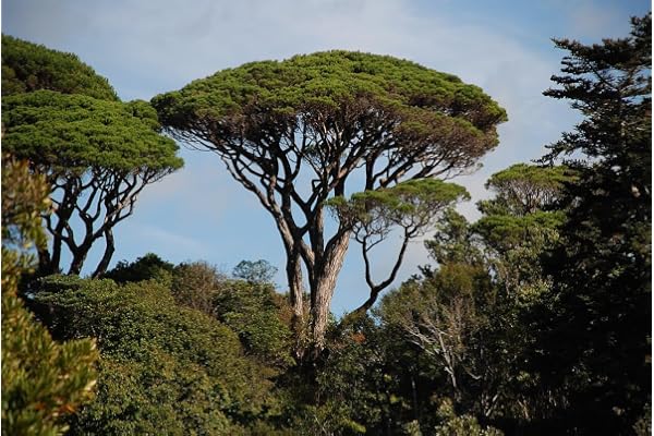 10 Graines de Pin Parasol (Pinus Pinea)