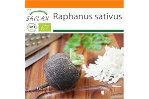 SAFLAX - Ecológico - Rábano - Español Negro - 100 semillas - Raphanus sativus