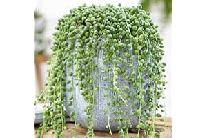 GARDENERSDREAM Senecio Rowleyanus retombant – Plante Collier de perles | Succulente d’intérieur en pot (20-30 cm de hauteur, pot inclus)