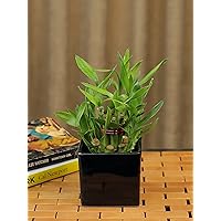 Nurturing Green Lucky Bamboo Plant (2 Layer) in Black Ceramic Pot (Size: Small; 17-19 Stalks)
