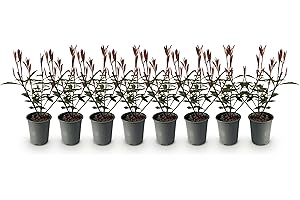 GREEN BOUTIQ GreenboutiQ - Plantes de haie - Photinia fraseri Carre Rouge - feuillage rouge vert - 8 plantes - 1 mètre linéaire - persistant - pot 9cm hauteur 30-35cm