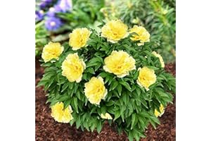 DUTCH BULBS EXCLUSIVE PLANTS FROM HOLLAND Piante Vere da Esterno - 1 Peonia Pianta Vera Itoh Yellow Passion - Perenni - Piante e Fiori Esclusivi dall'Olanda - per giardino, vasi e balcone (non semi, non bulbi, non artificiali)