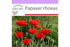 SAFLAX - Amapola de maíz - 27000 semillas - Papaver rhoeas