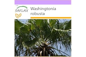 SAFLAX - Palma messicana - 12 semi - Washingtonia robusta