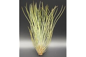 Allterra Tillandsien, Tillandsia festucoides, Bromeliengewächs