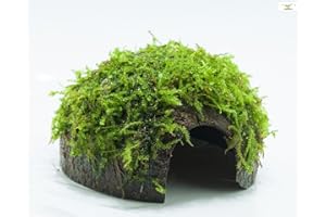 GARNELIO TON MIT MOOS Garnelio - Moos Höhle/Coco Shell - Kokosnuss mit XMAS Aquarienmoos bewachsen/Höhle Aquarium Deko