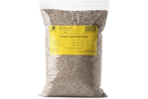 R&R SHOP – gräsfrön, Festuca Arundinacea, resistenta och hållbara (500 g/m–20 mq)