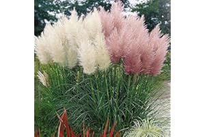 GardenersDream Cortaderia Selloana Rosea Pink and White Plants - Outdoor Garden Ready Perennial Plant - All Year Round Plants for Garden - Ornamental Grasses - Evergreen Pampas Grass (20–30 cm)