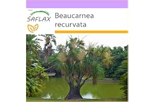 SAFLAX - Drzewo Stóp Słonia/Butelki - 10 Nasiona - Beaucarnea recurvata