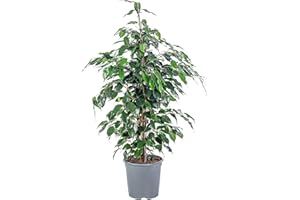 FLOWERBOX Higo Benjamín - Ficus benjamini - Altura aprox. 110 cm, Olla Ø 21 cm