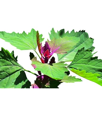 Baumspinat  Chenopodium giganteum  Magentaspreen  200 Samen : Amazon.de:  Garten