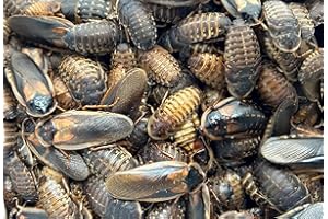 Livefood UK Live Feeder Cockroach Blaptica Dubia Large size range 24-35mm Roach (Tub of 20)