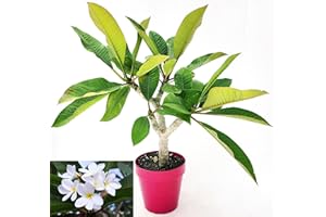 POWERS TO FLOWERS - PLUMERIA FRANGIPANI RAMIFICATA BIANCA, altezza 45cm, vaso 16 cm diametro, pianta vera