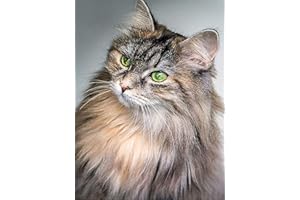 GIEAAO VAIIEYO 5D Diamond Painting Chat, Broderie Diamant Animal, Canevas Diamant kit Complet Point De Croix Broderie Salon Chambre Autocollant Mural Décoration 30x40 cm