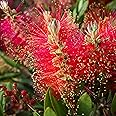 Callistemon Bush 'Bottlebrush' Plant, Callistemon Laevis | Bee-Friendly & Drought-Tolerant | Vibrant Red Flowers | Hardy Outdoor Garden Shrub (2 Litre Pot, 40-50cm)