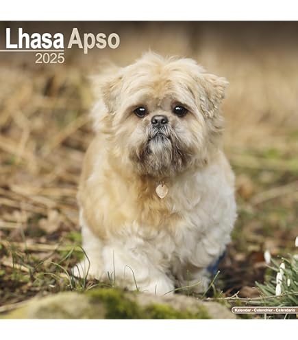 2026 Lhasa Apso Calendar - Dog Breed Wall Calendar - 12 X 24 Open - Thick No