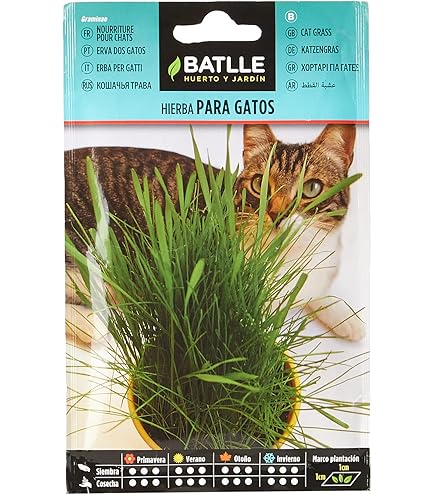 Kit Coltivazione Erba Gatta Idroponica - 2 Vasi Per Erba Biologica Per Gatti Domestici - Foto 12