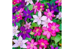 GARDENERSDREAM Gardeners Dream Clematis Winterharte Pflanzen - 3 x 9 cm Farben Gemischte Dauerblüher Kletterpflanzen im Topf - Mehrjährige Stauden - Ideale Garten Pflanzen, Balkon Pflanzen & Kübelpflanzen