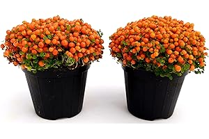 POWERS TO FLOWERS - NERTERA 2 PIANTE, VASO 10CM, Bacche Rosse, piante vere