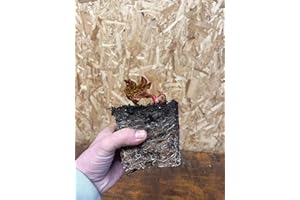 PROCTORS NURSERY Rhubarb ‘Victoria’ - 1.5 Litre Pot. Well Established, Potted Rhubarb