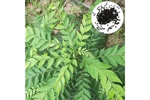 Oce180anYLVUK semi di curry,300 pezzi/borsa semi di curry facile da curare semi di piante da interno ad alta germinazione decorazioni per la casa Curry Seeds