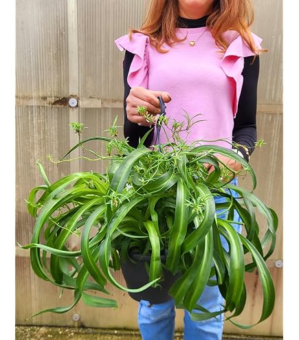 Hermosa planta de Rhipsalis Micrantha o Rhipsalis Roseana en el jardín 2024